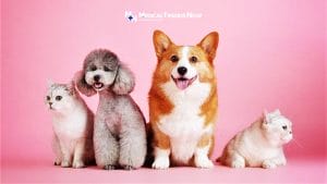 Choosing The Right Pet For Physicians, medical professionals, healthcare workers, nurse, pharmacists, medtech, radtech, Philippines, Filipino