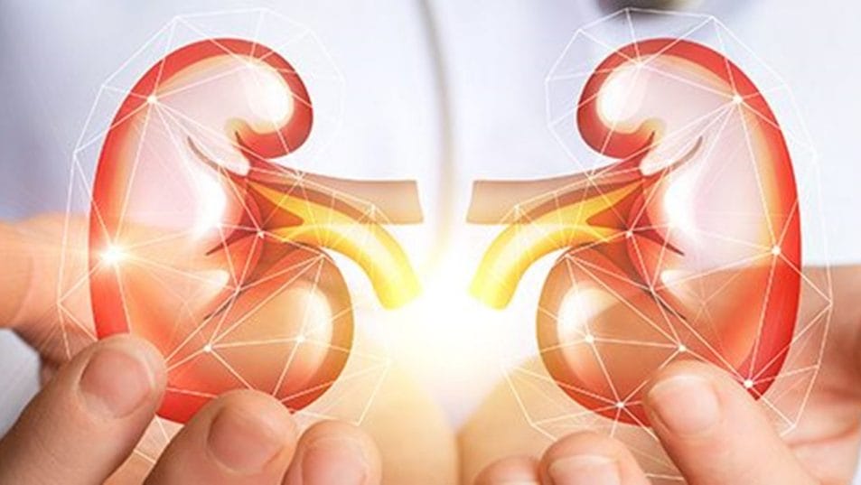 Urologist, urinary tract, reproductive organs, hospital, kidney stone, bladder, urinary tract infection
